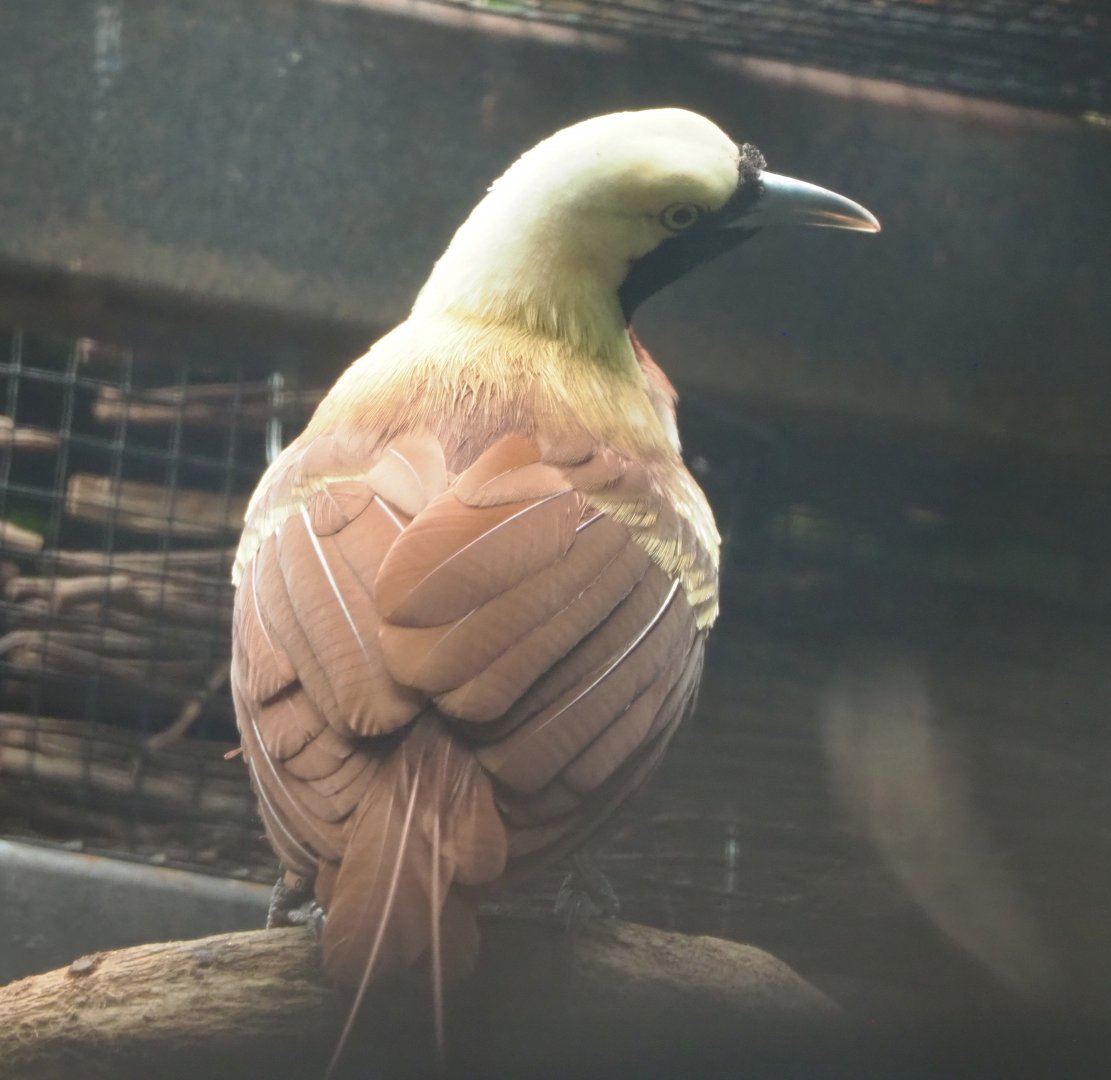 Lesser bird-of-paradise (Paradisaea minor), 2022-06-28