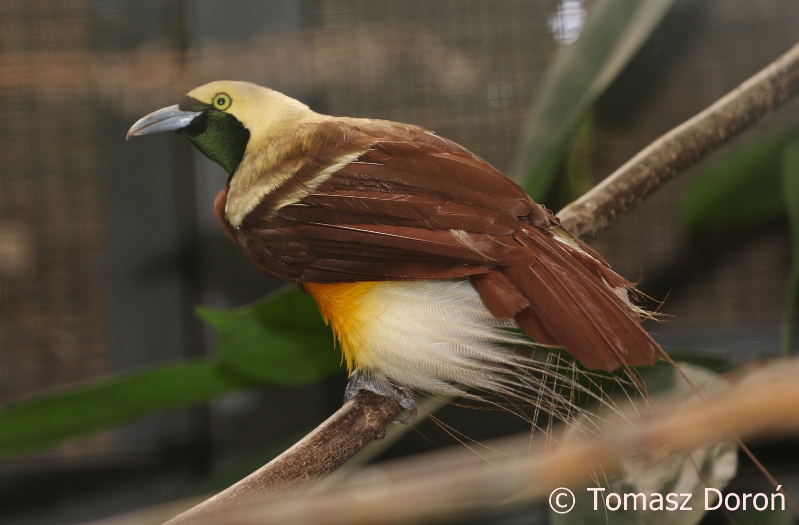 Lesser Bird-of-Paradise (Paradisaea minor), August 2018