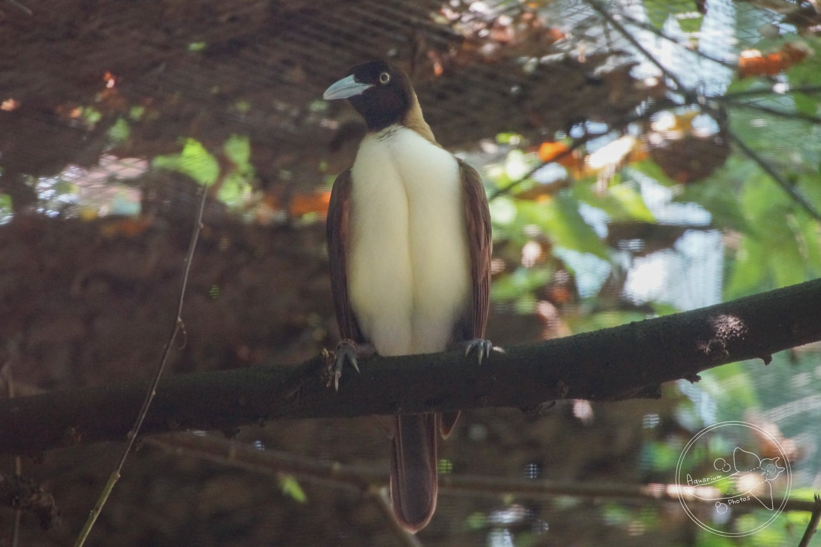 Lesser Bird of Paradise (Paradisaea minor) Female