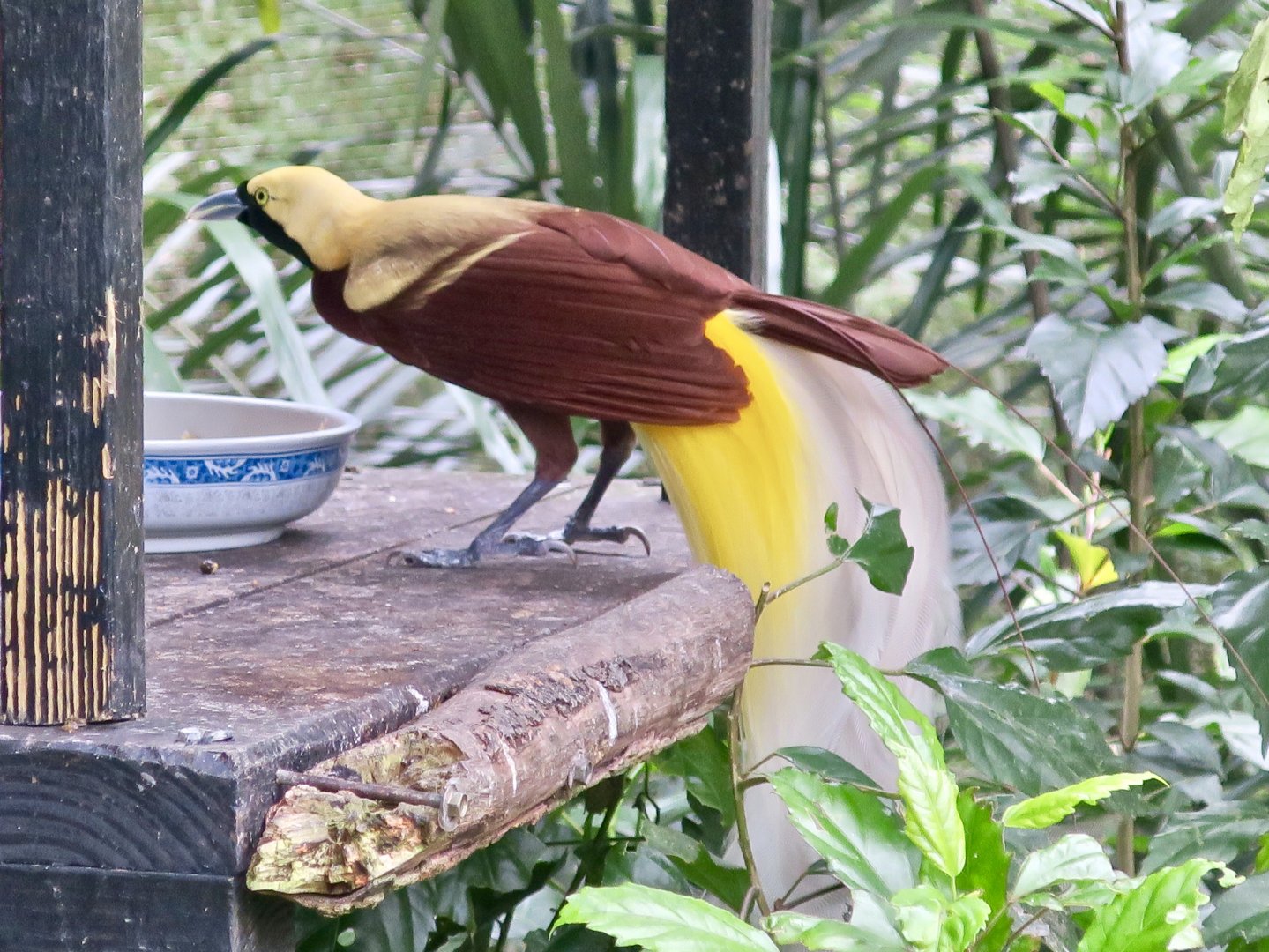 Lesser Bird-of-Paradise (Paradisaea minor) - Green World