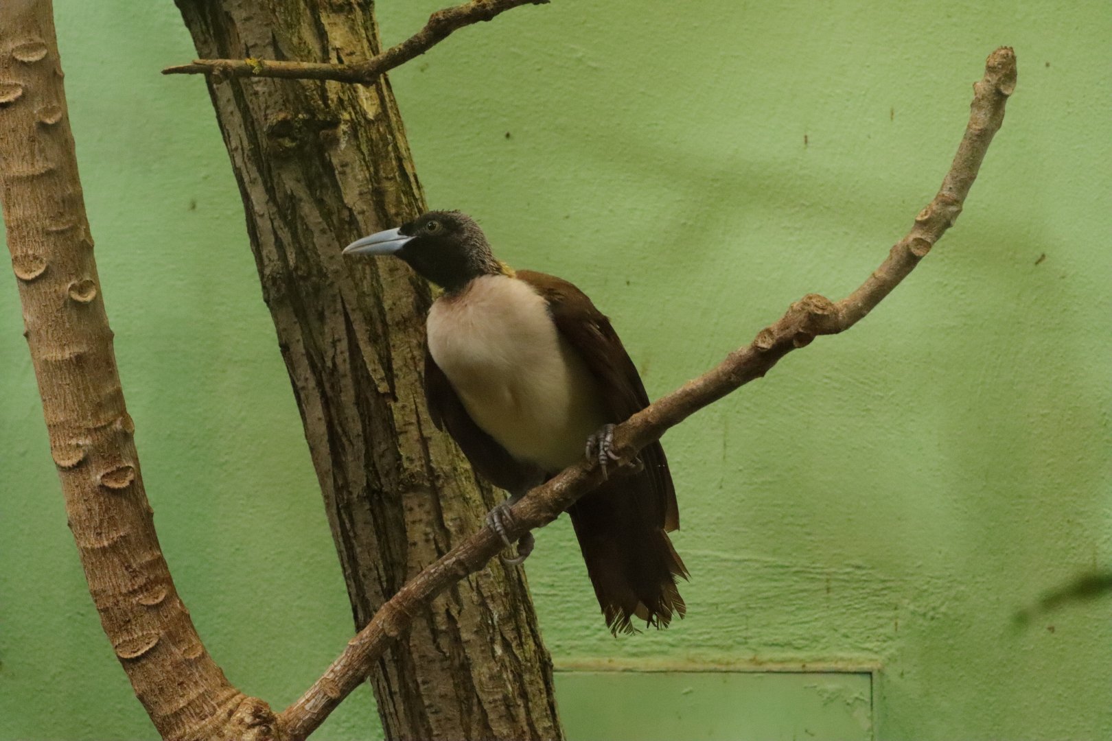 Lesser bird-of-paradise (Paradisaea minor) in the Island treasures