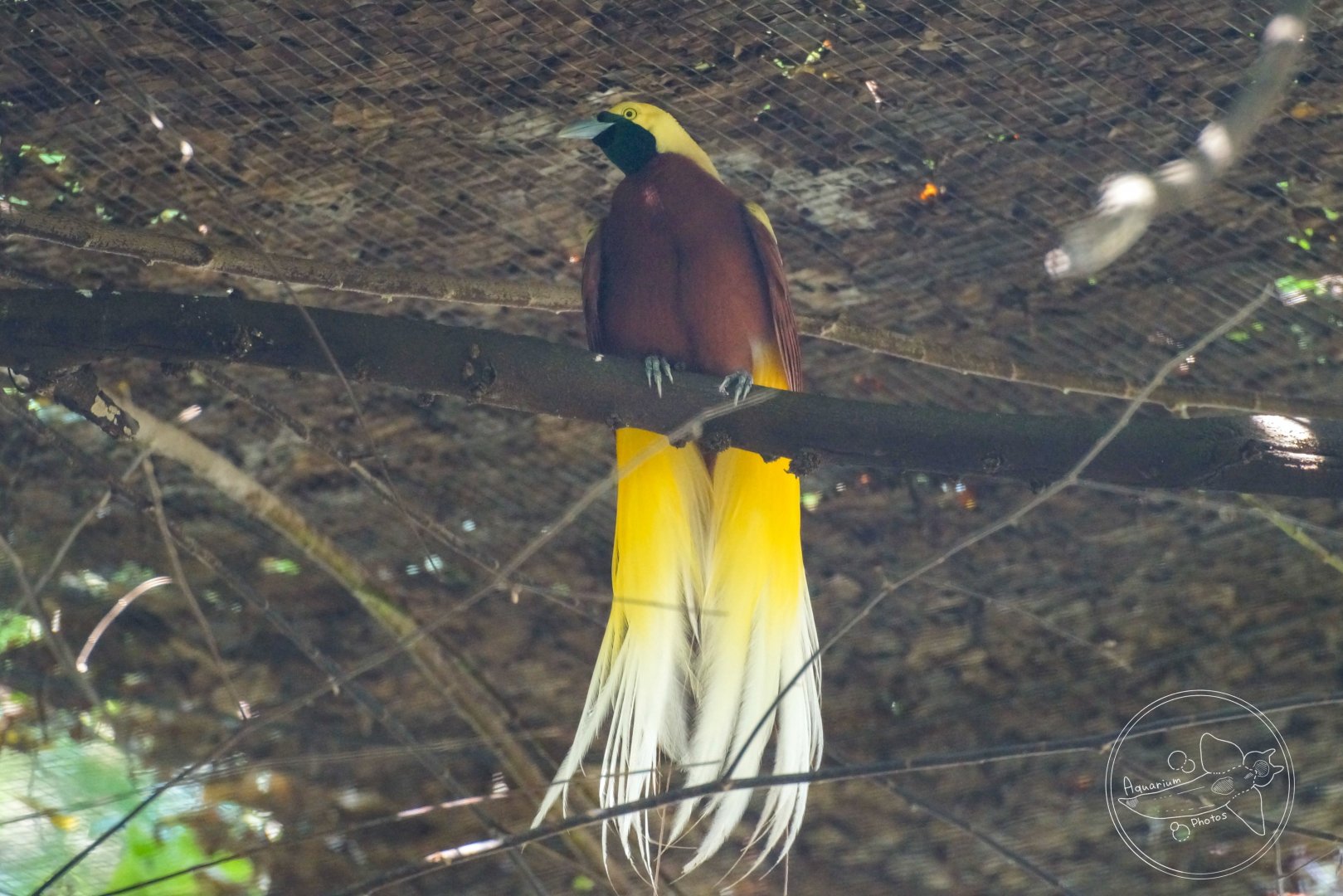 Lesser Bird of Paradise (Paradisaea minor) Male