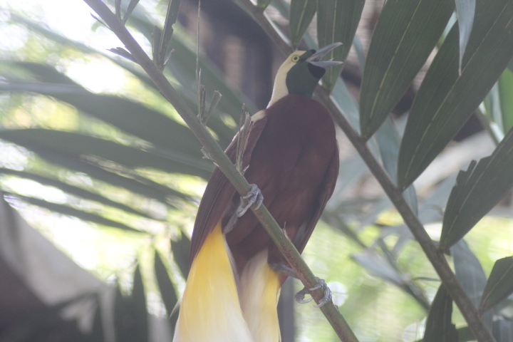 Lesser bird-of-paradise (Paradisaea minor minor)