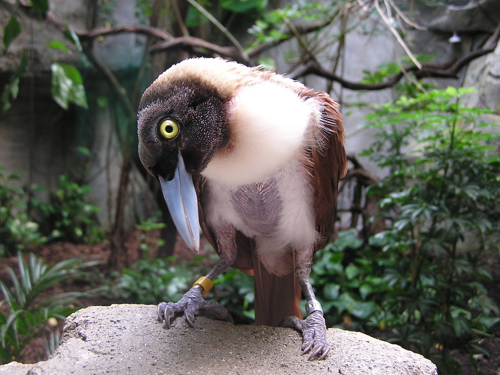 Lesser bird-of-paradise/ Paradisaea minor