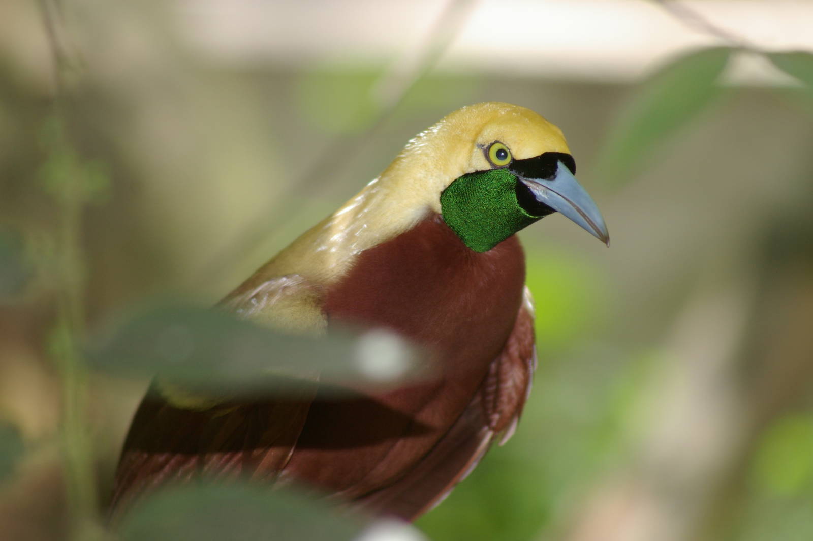 lesser bird of paradise (Paradisaea minor)