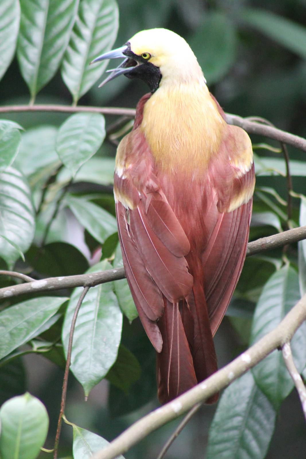lesser bird of paradise (Paradisaea minor)