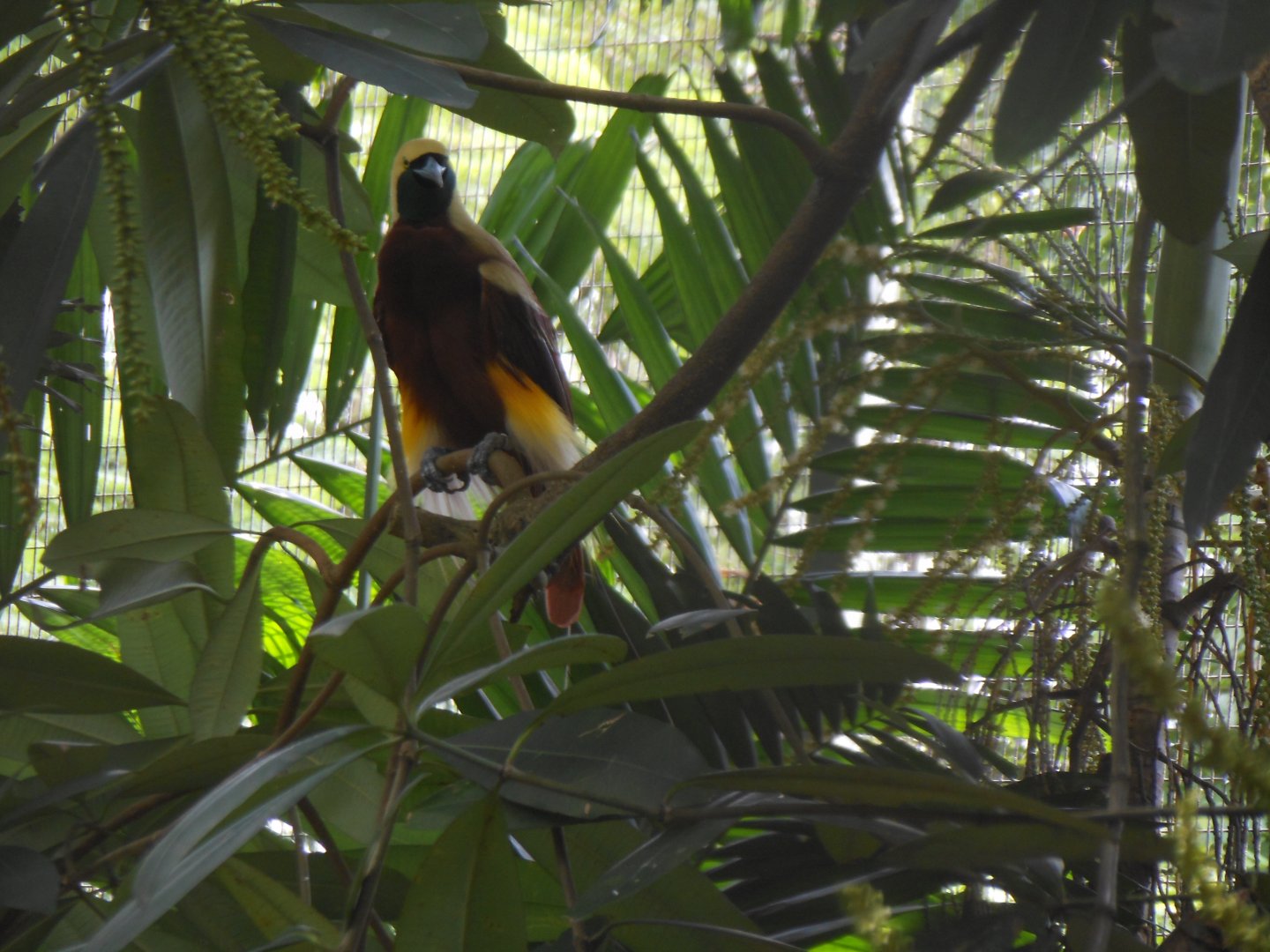Lesser Bird-of-paradise (Paradisaea minor)