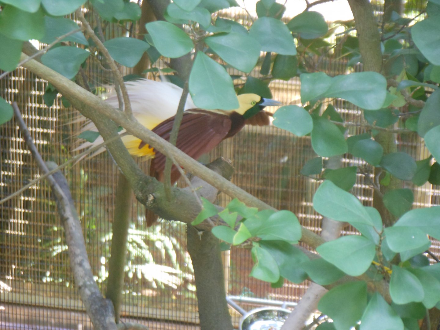Lesser Bird-of-paradise (Paradisaea minor)