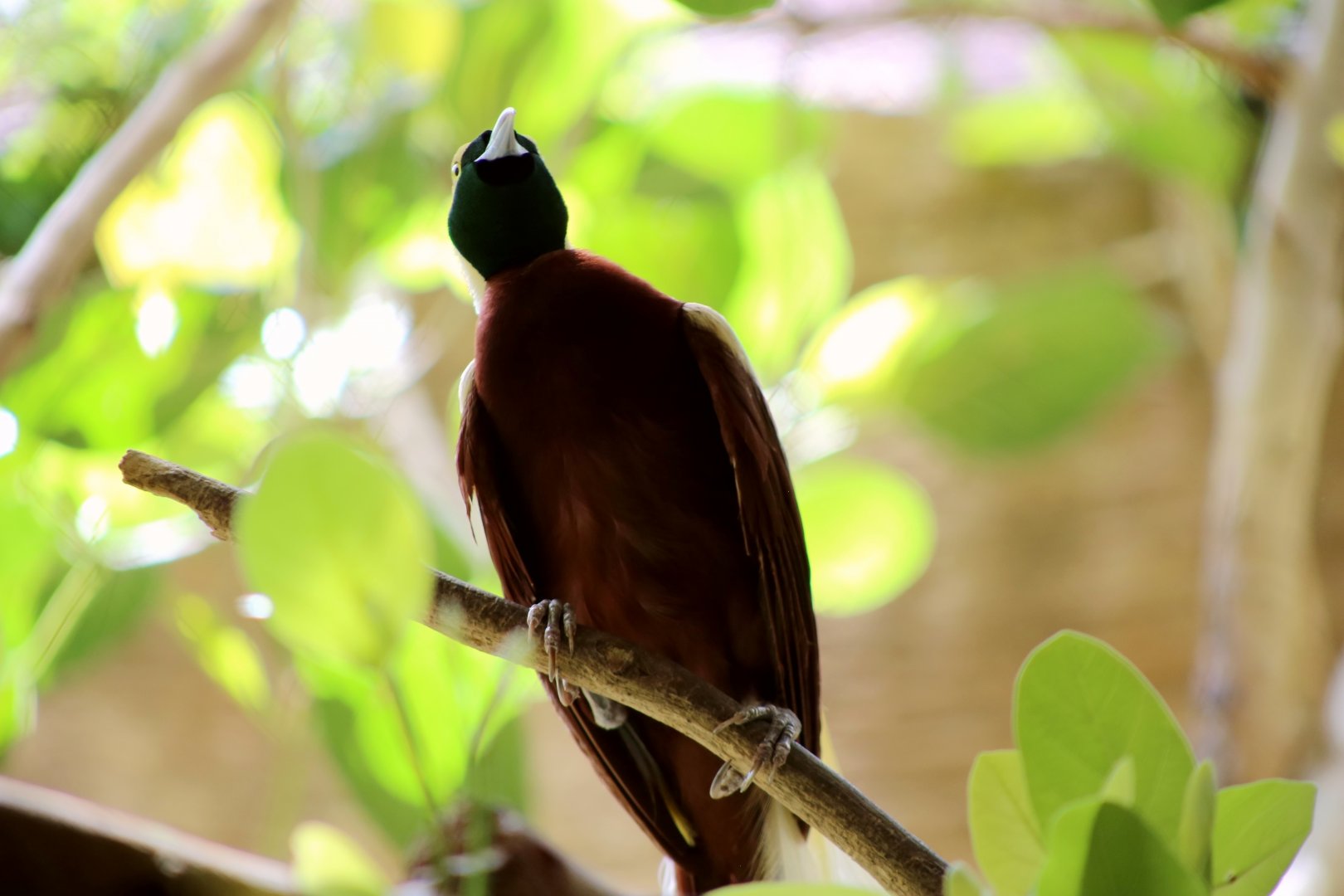 Lesser bird-of-paradise (Paradisaea minor)