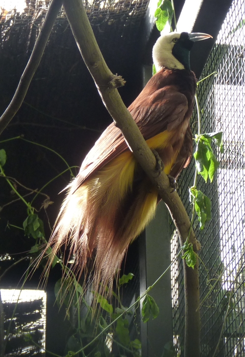 Lesser bird of paradise (Paradisaea minor)