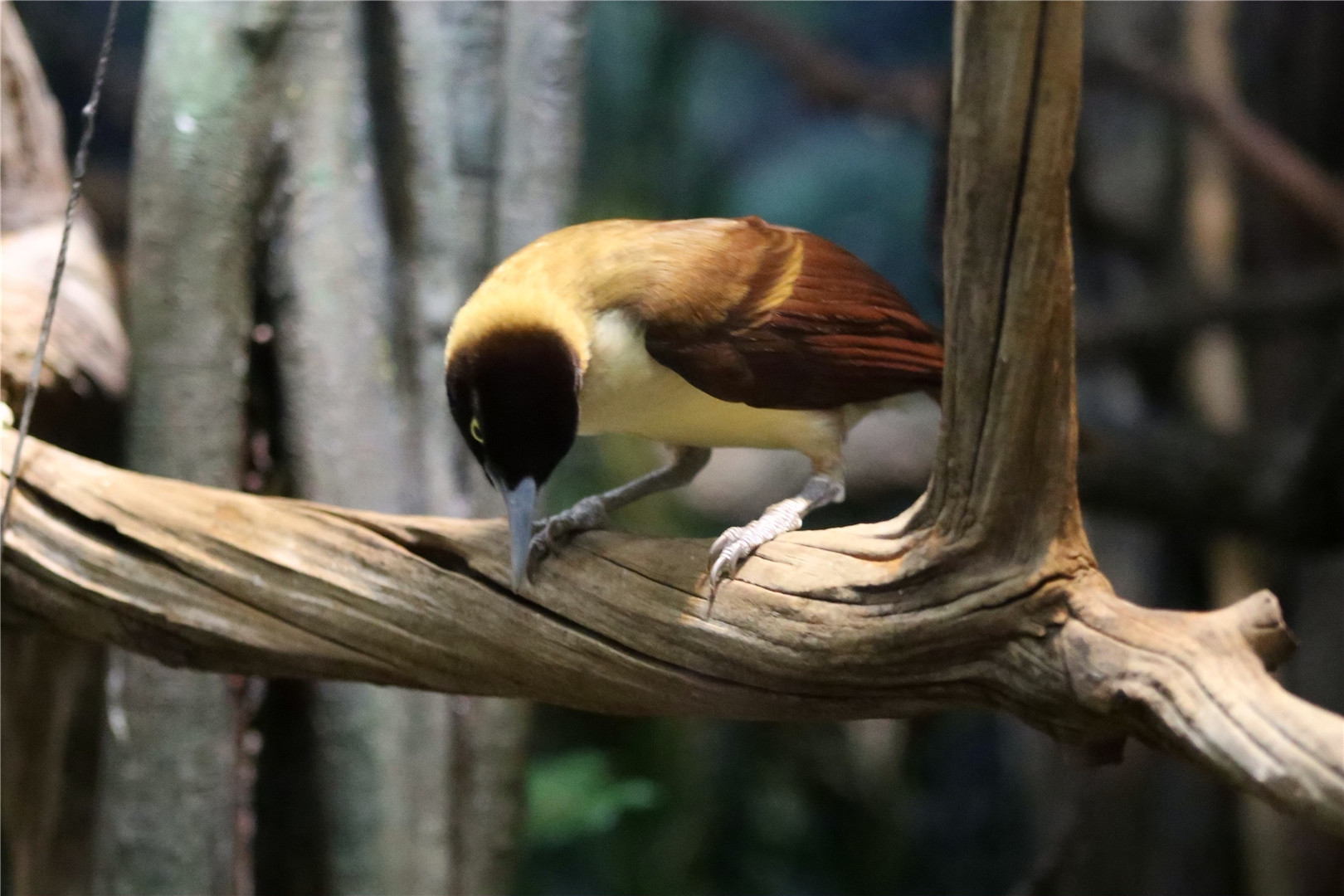 Lesser bird-of-paradise (Paradisaea minor)
