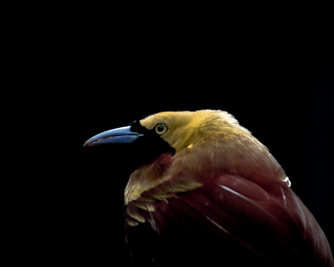 Lesser bird-of-paradise, Paradisaea minor