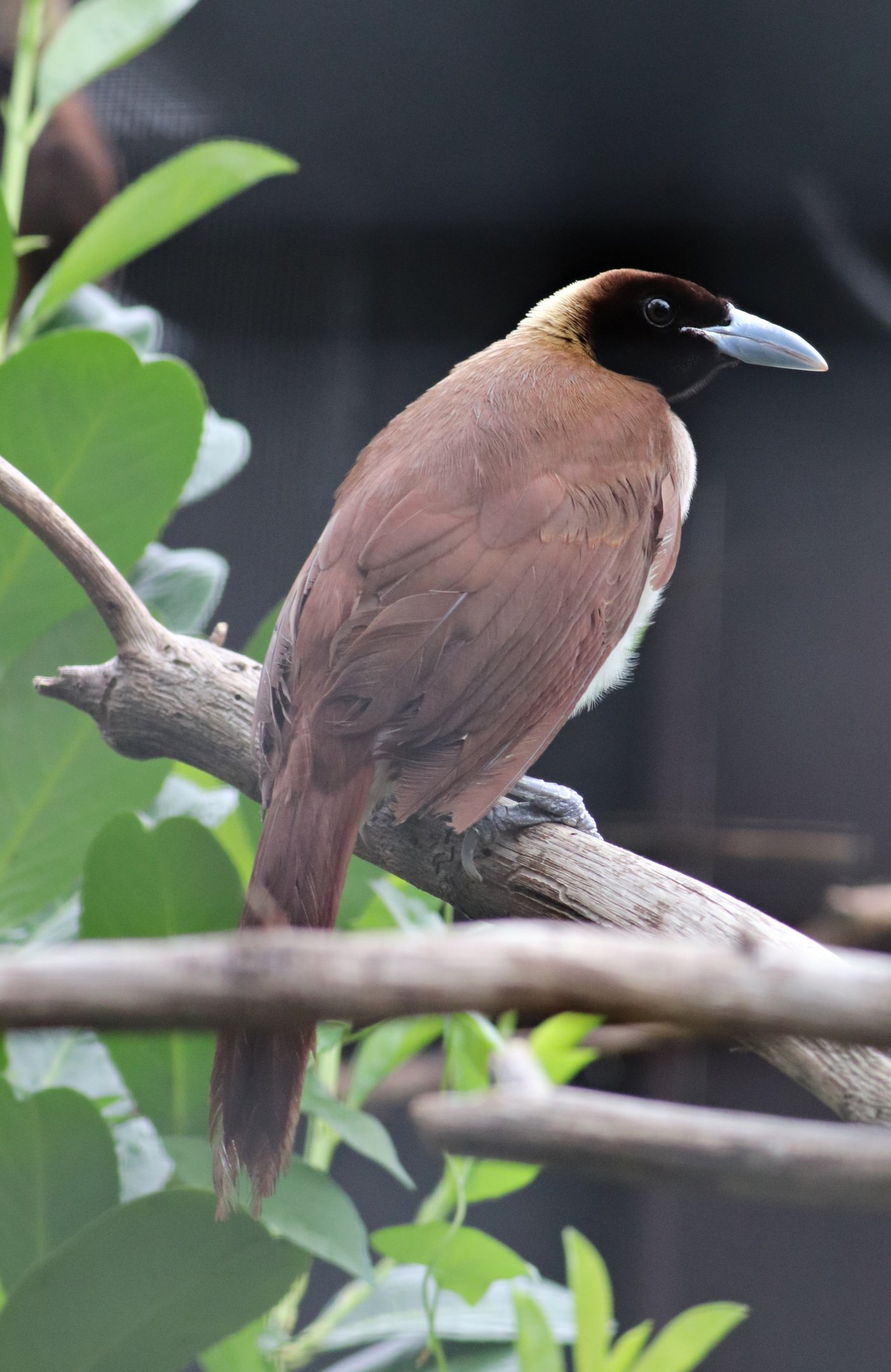 Lesser bird-of-paradise (Paradisaea minor)