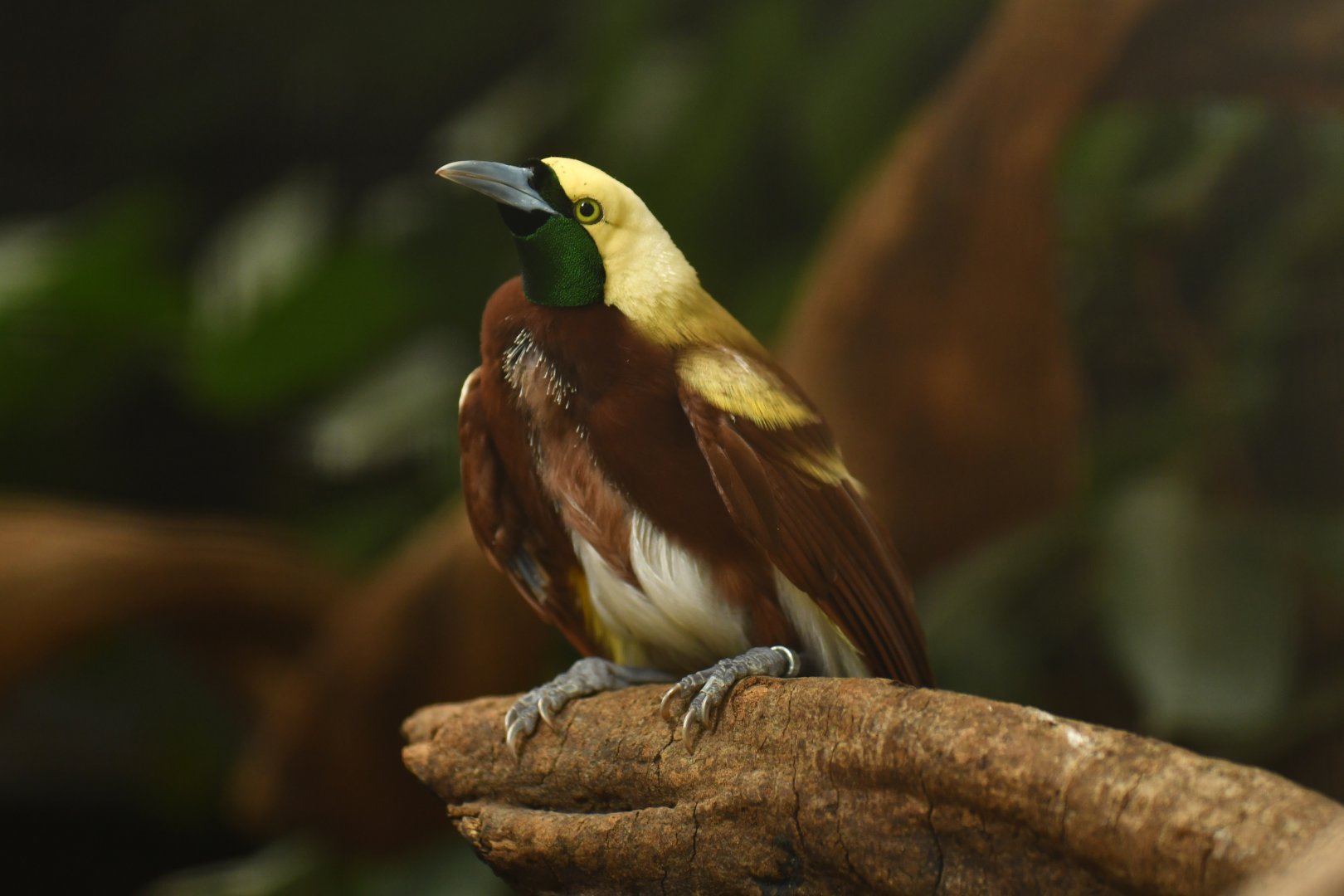 Lesser Bird-of-paradise Paradisaea minor