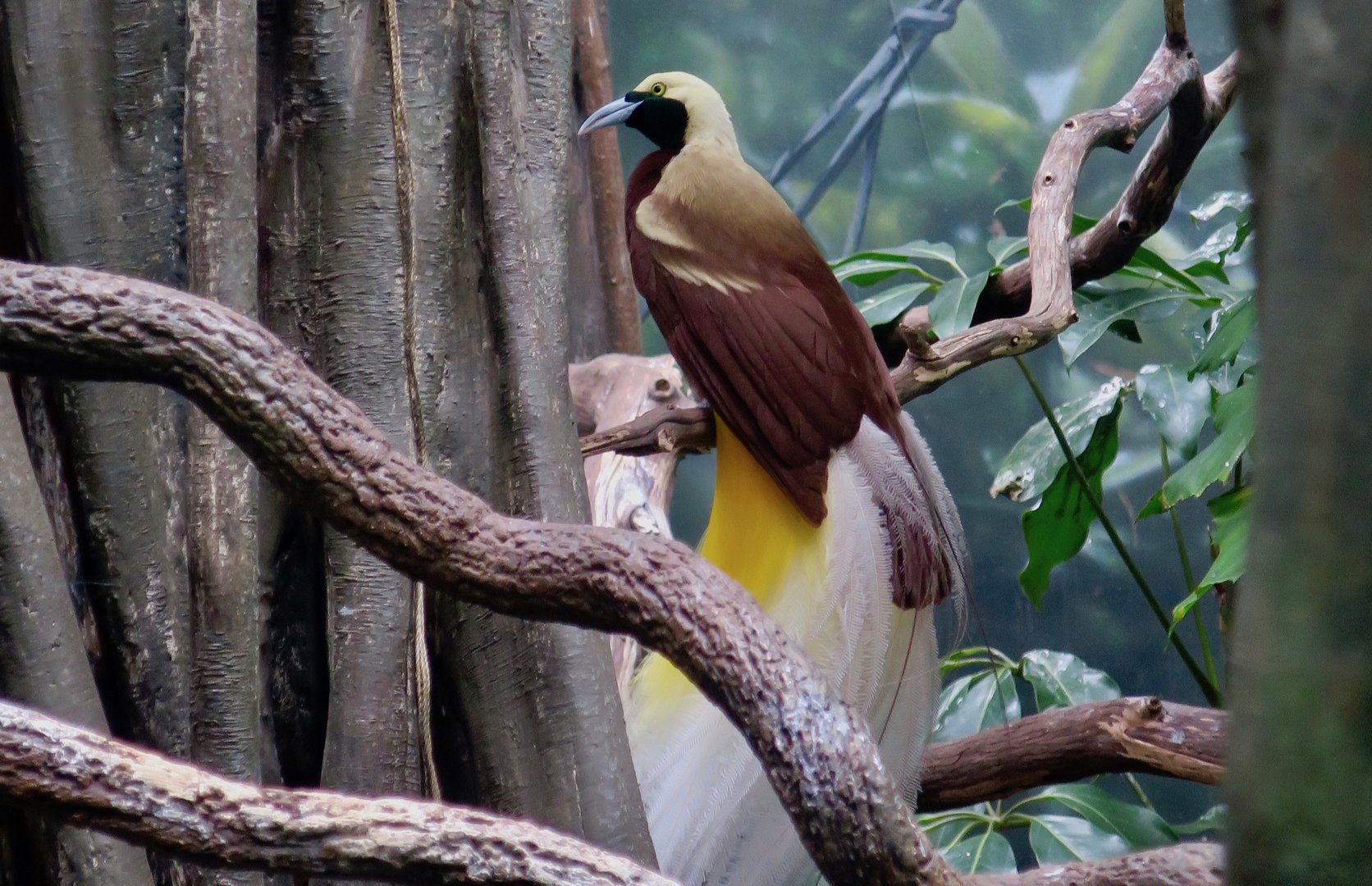 Lesser Bird-of-Paradise (Paradisaea minor)