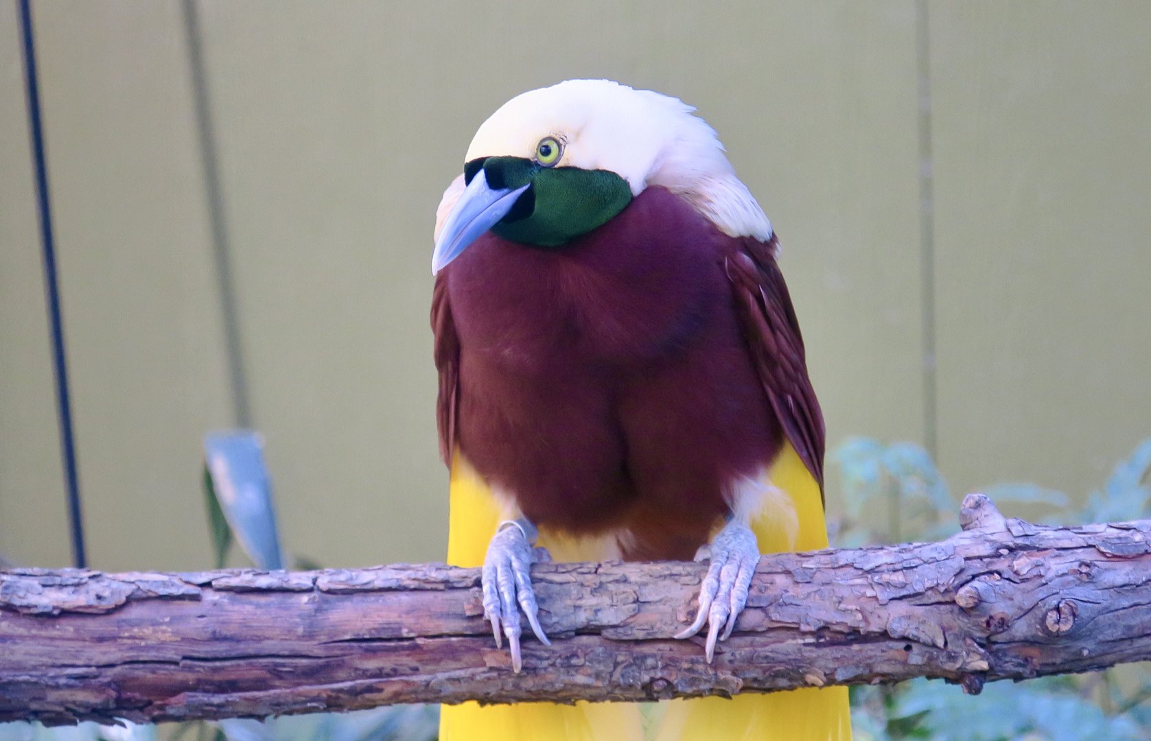Lesser Bird-of-Paradise (Paradisaea minor)