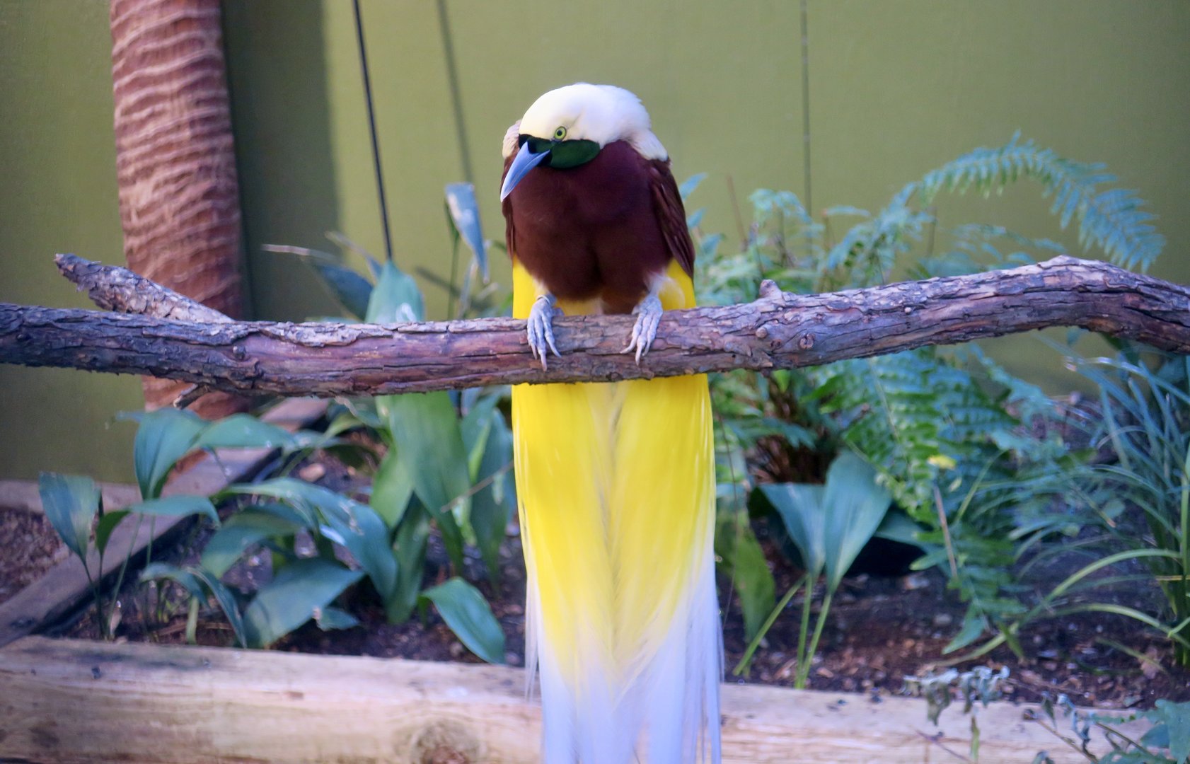 Lesser Bird-of-Paradise (Paradisaea minor)