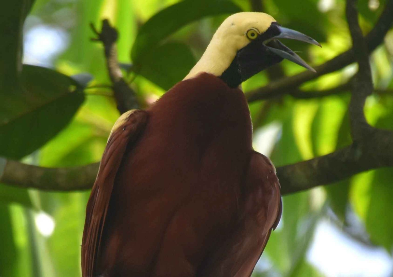 Lesser Bird-of-Paradise (Paradisaea minor)
