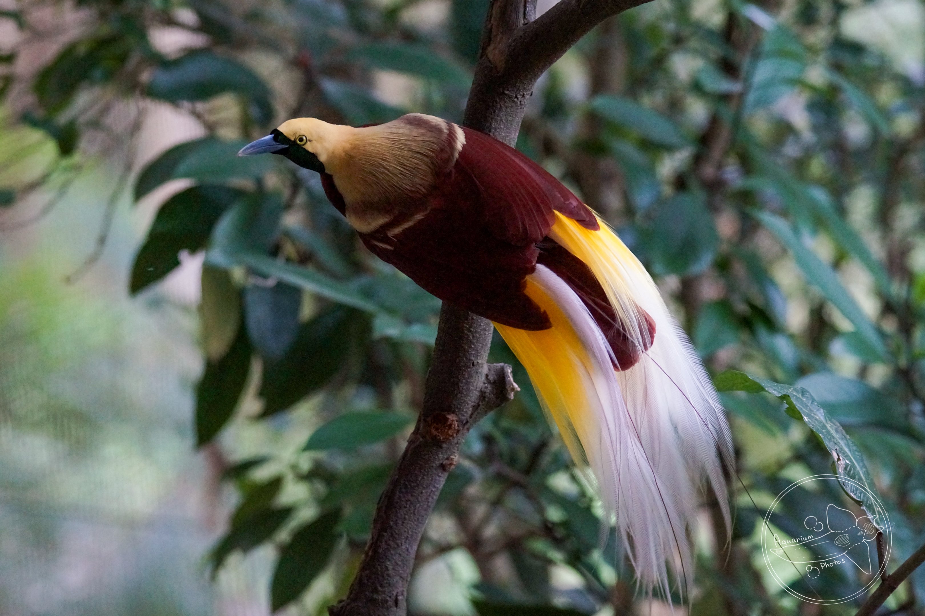 Lesser Bird-of-paradise (Paradisaea minor)