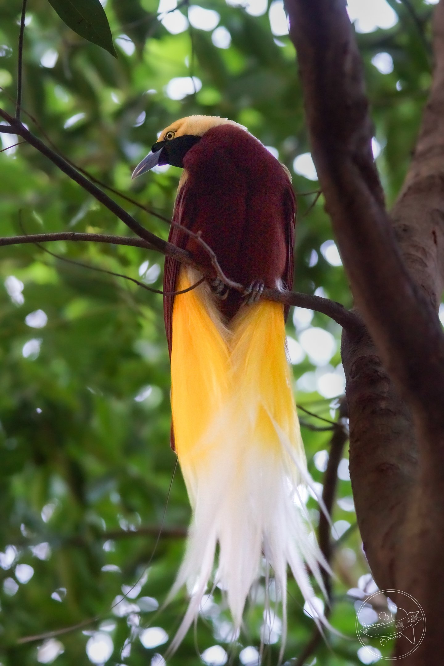 Lesser Bird-of-paradise (Paradisaea minor)