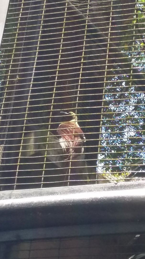 Lesser bird-of-paradise (Paradisaea minor)