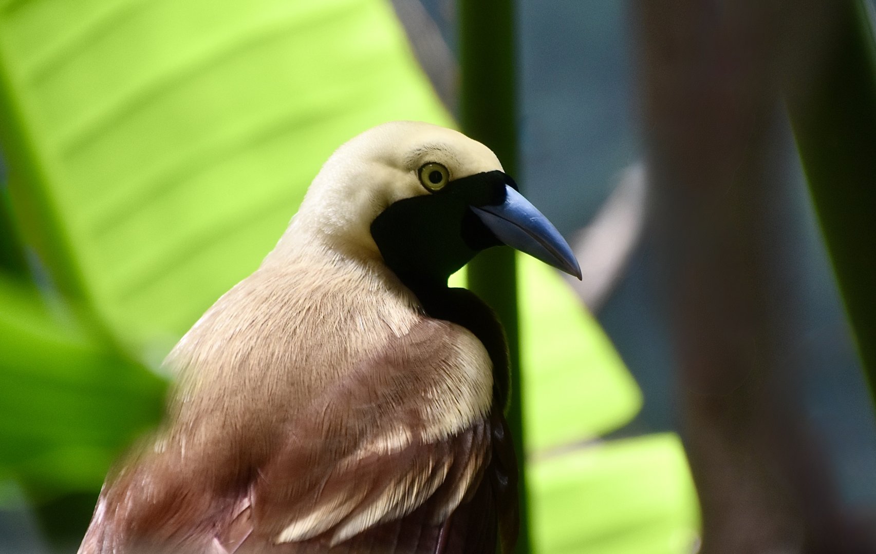 Lesser Bird-of-Paradise (Paradisaea minor)