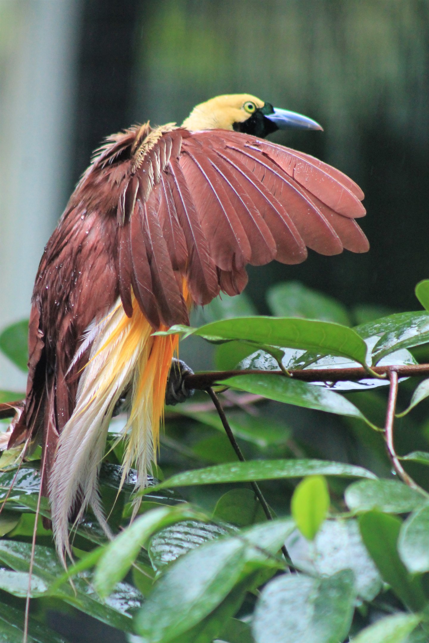 Lesser Bird of Paradise (Paradisea minor), rain-bathing