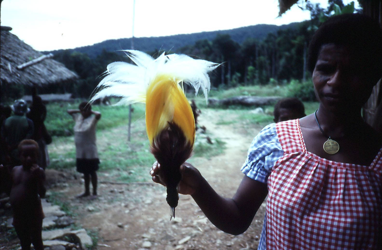 Lesser Bird of Paradise skin - Munbil, West Sepik, PNG