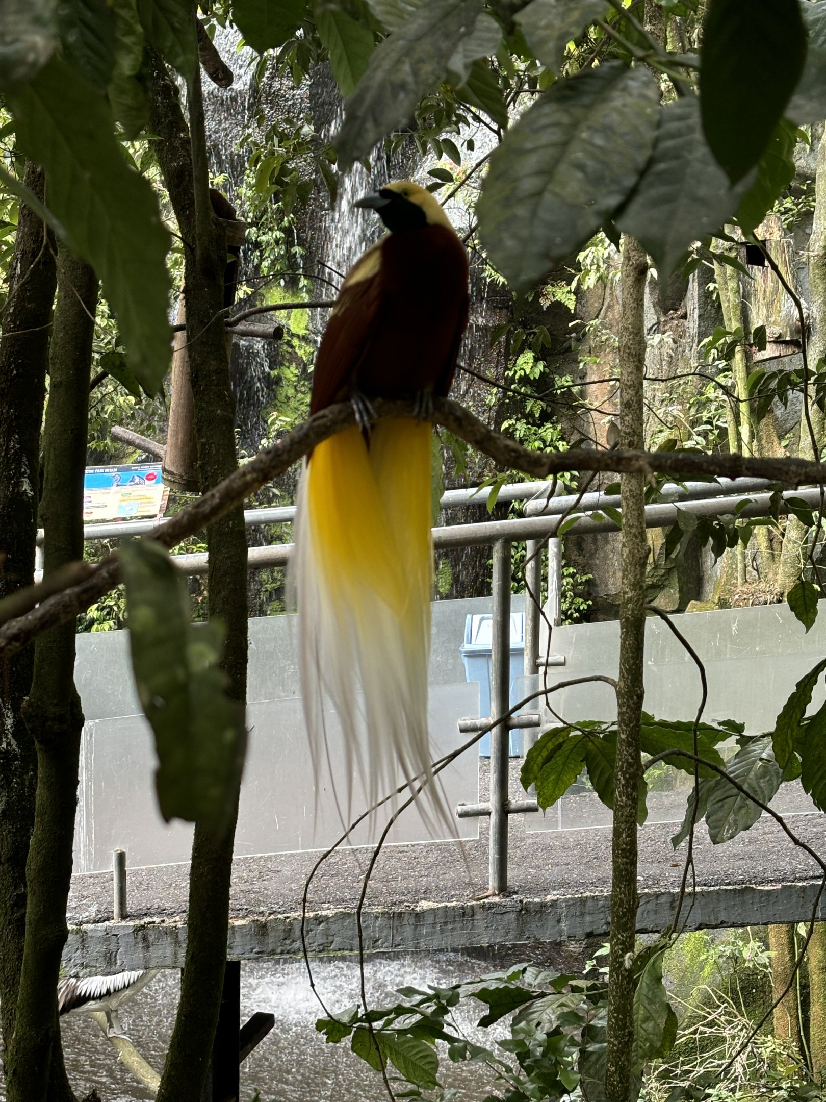 Lesser Bird of Paradise - Walk-through Aviary