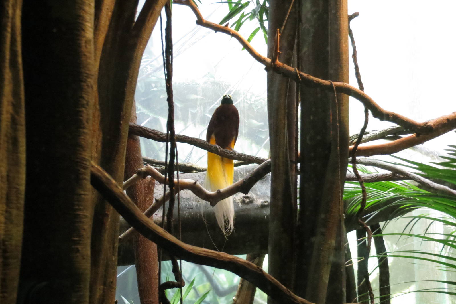 Lesser Bird-of-paradise - World of Birds 031215