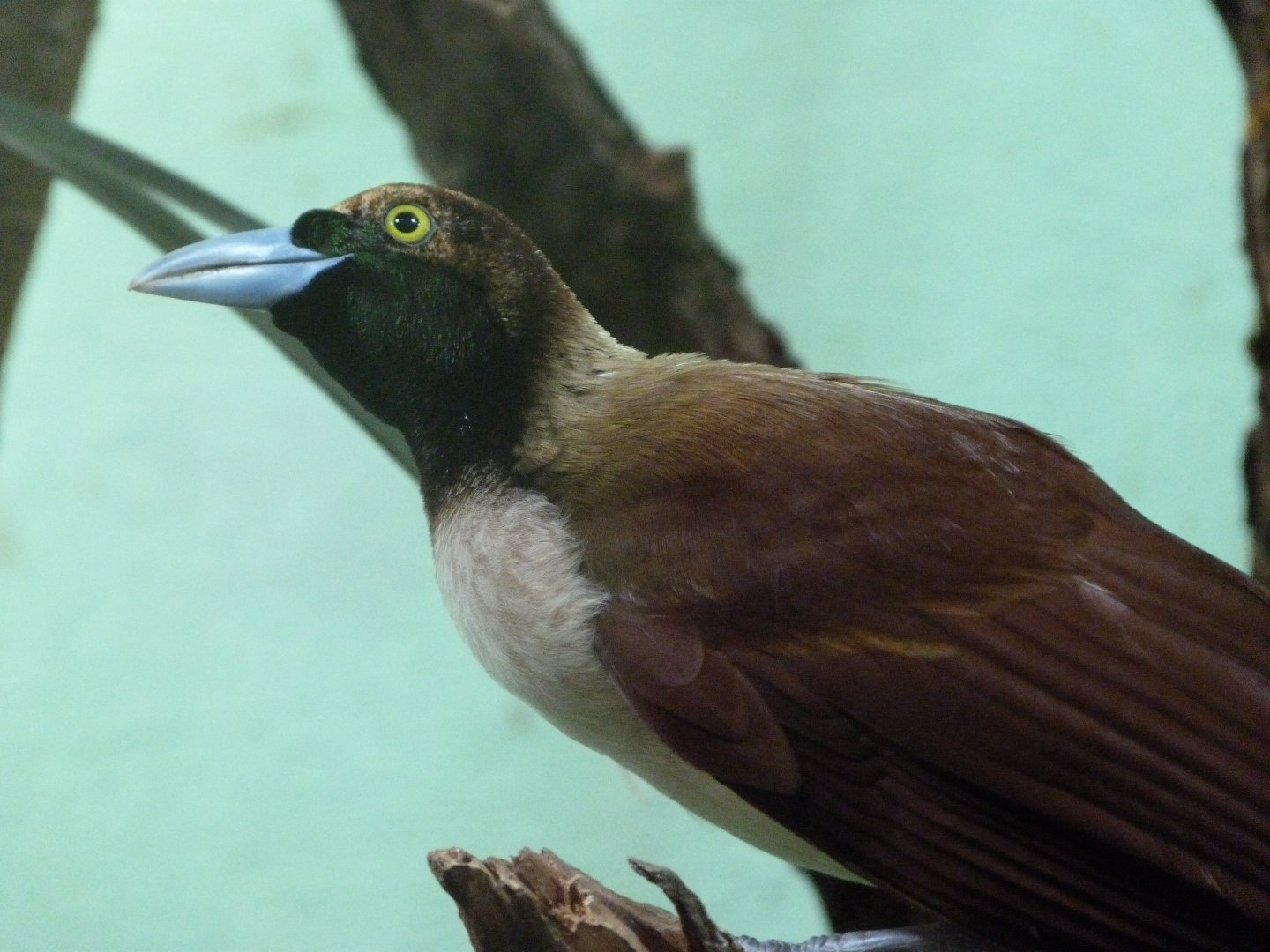 Lesser bird-of-paradise -Zoo Plzeň (2025)