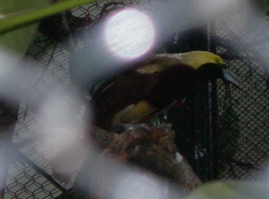 Lesser Bird-of-Paradise