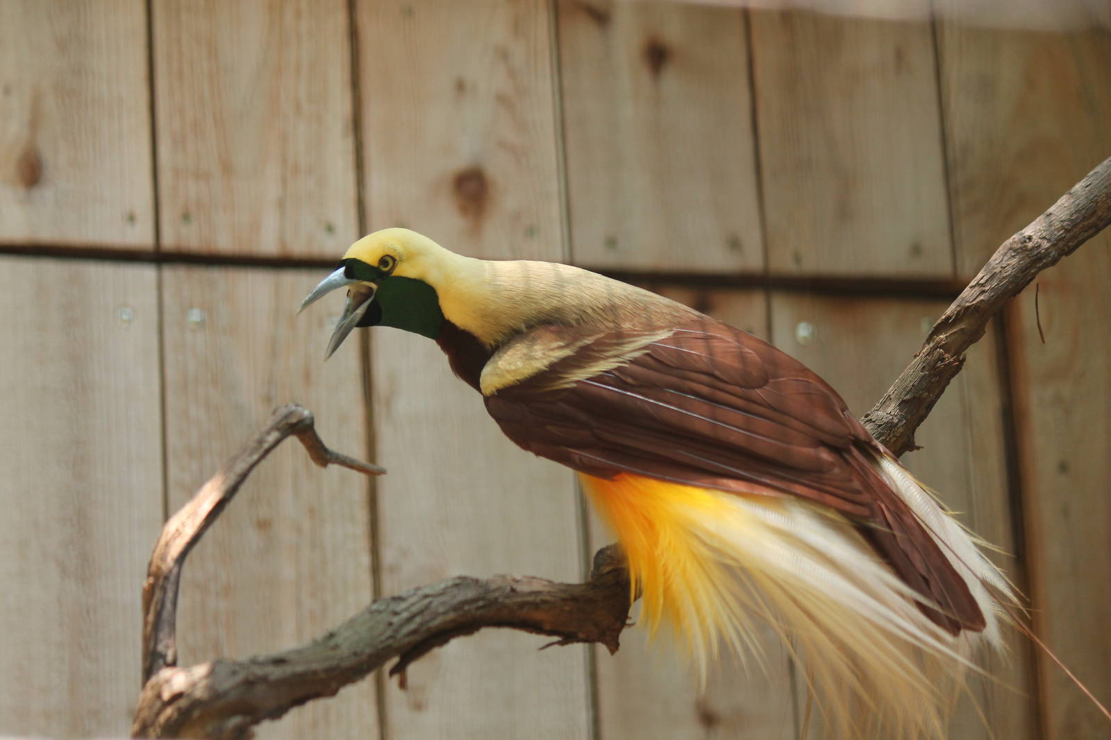 Lesser Bird of Paradise