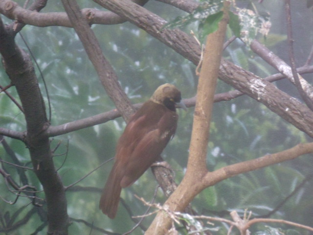 Lesser Bird-of-Paradise