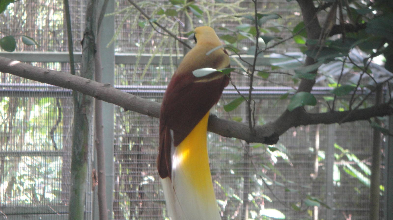 Lesser Bird of Paradise