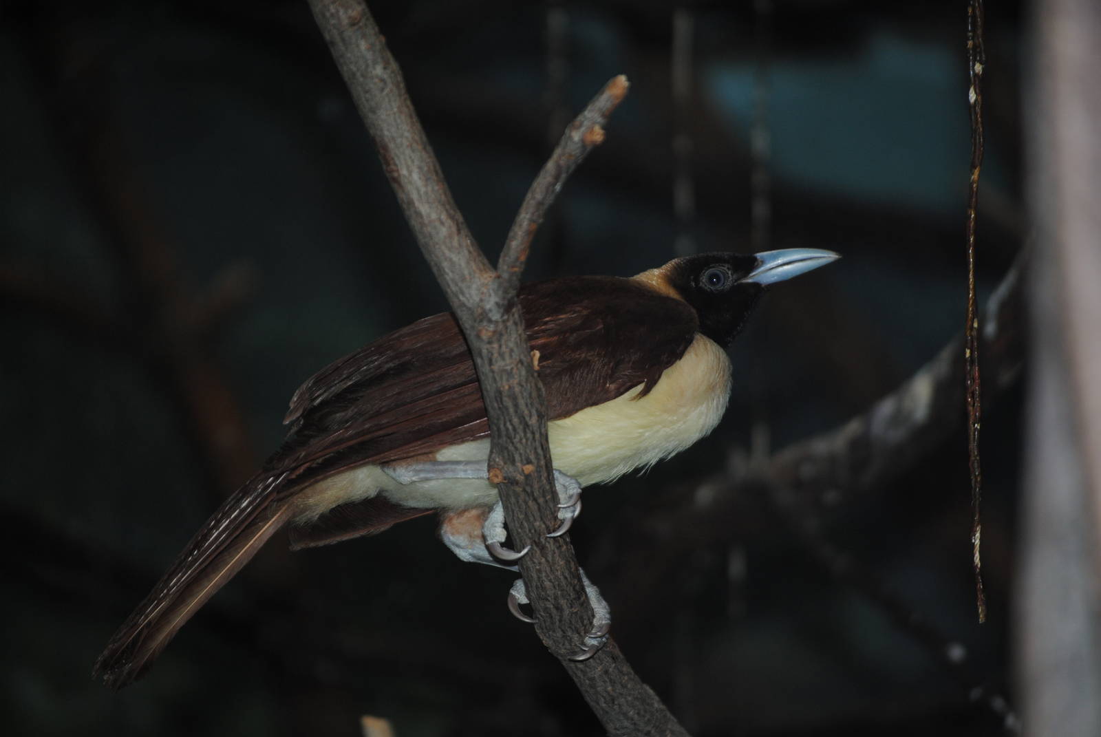 Lesser Bird-of-Paradise