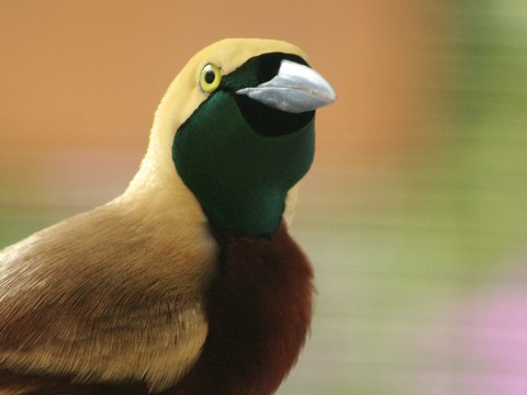 Lesser Bird-of-paradise