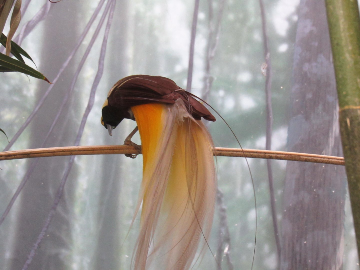 Lesser bird of paradise