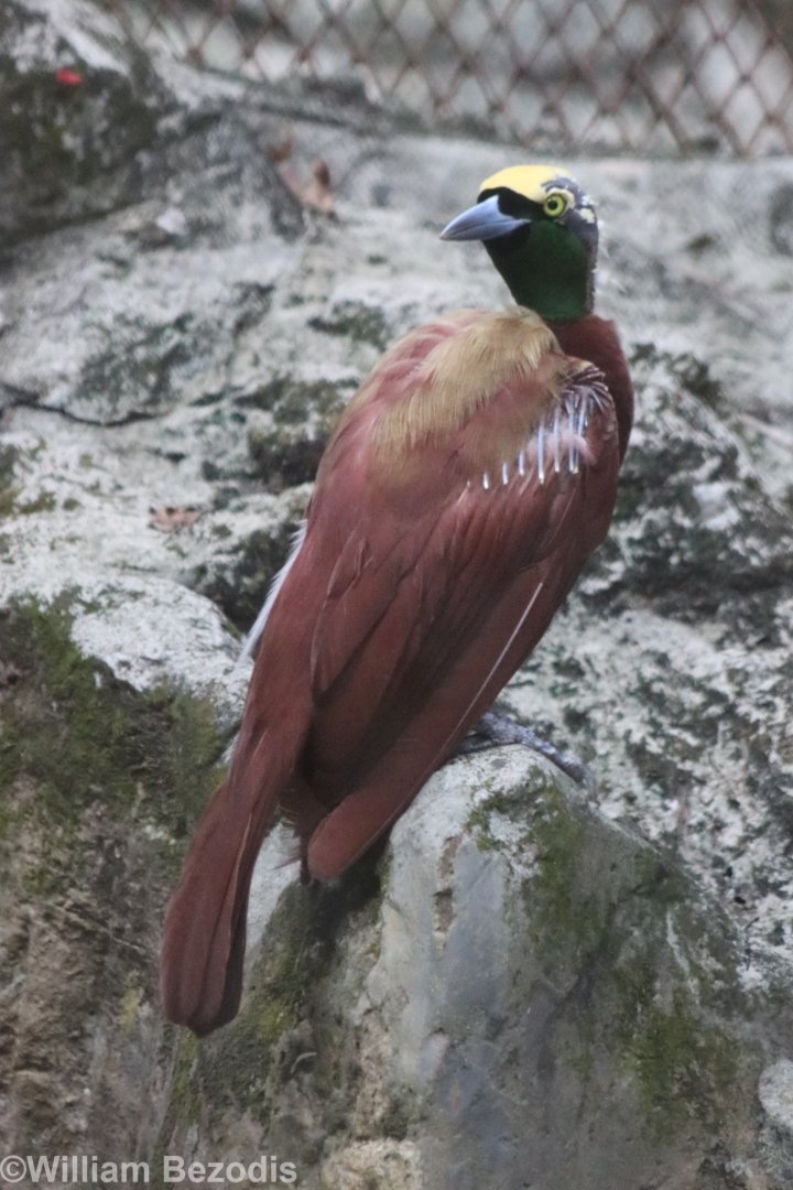 Lesser Bird-of-paradise