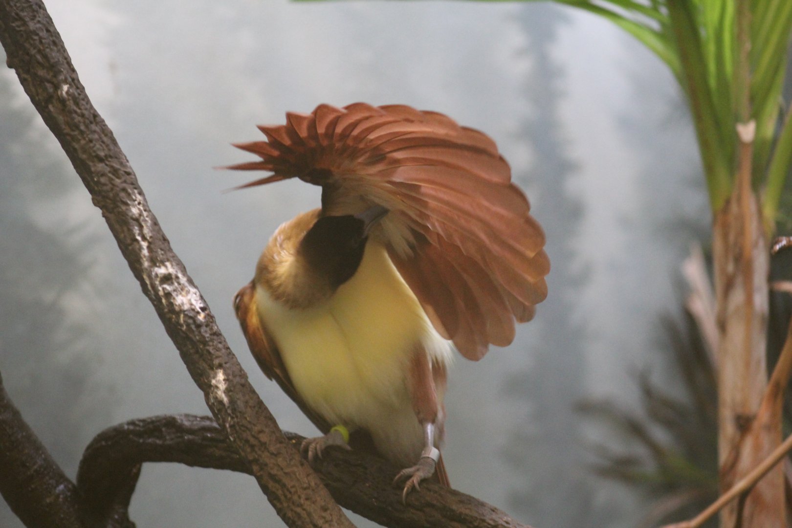 Lesser Bird-of-Paradise