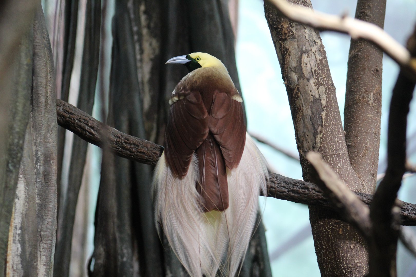 Lesser Bird-of-Paradise