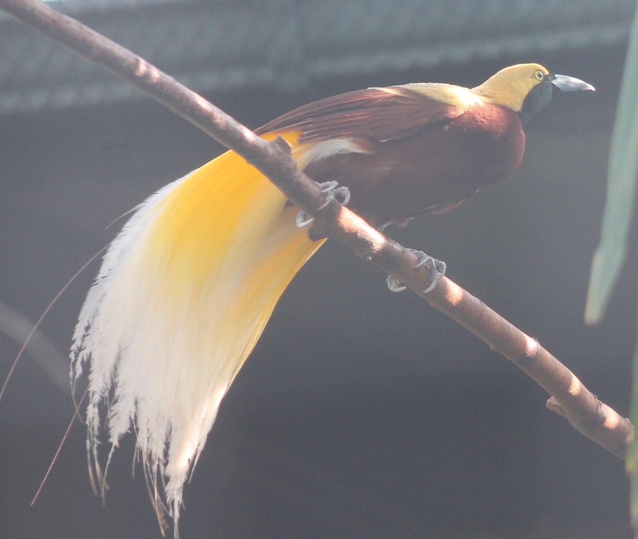 Lesser bird of paradise