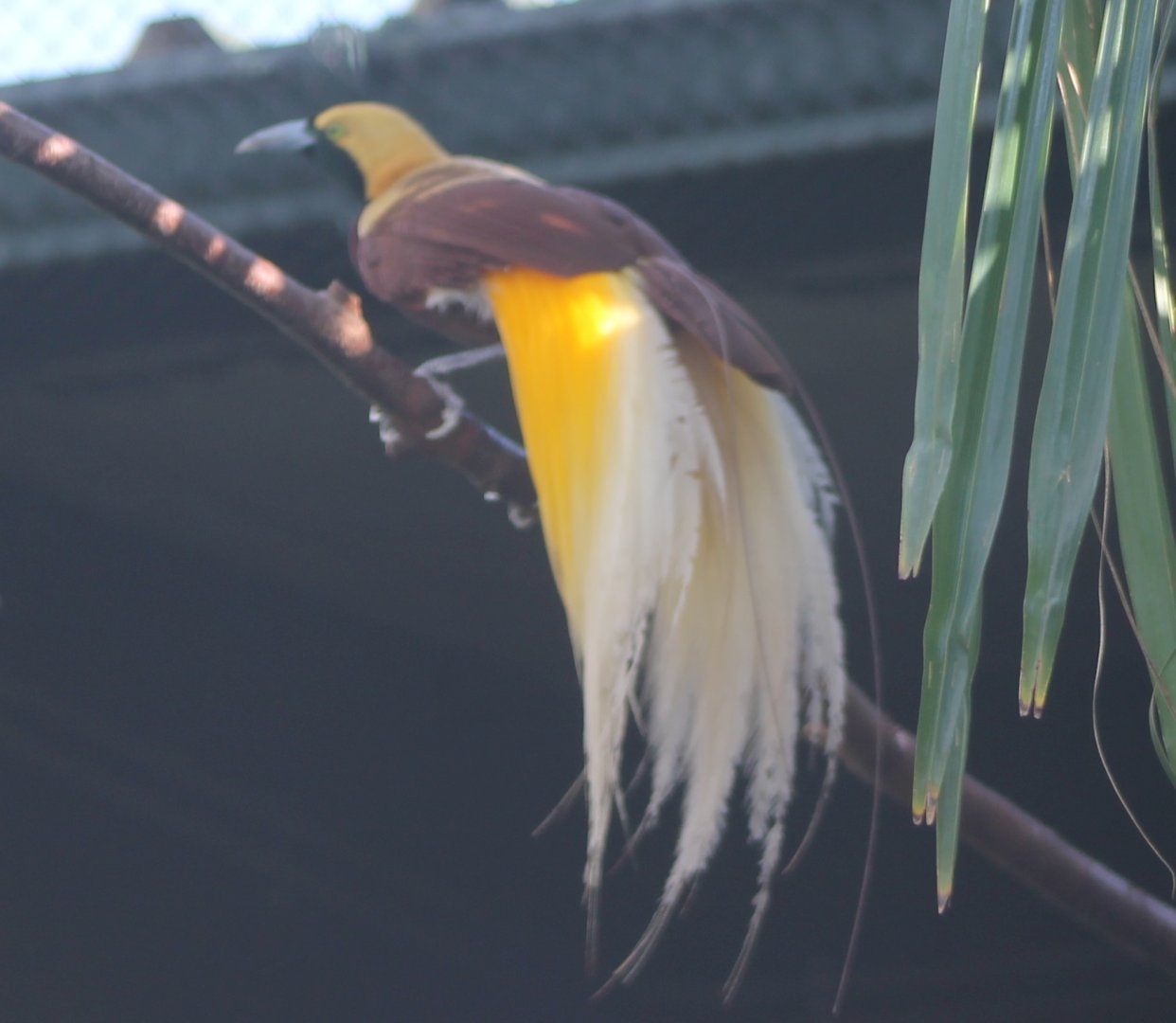 Lesser bird of paradise