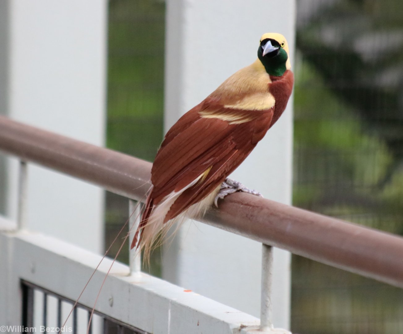 Lesser Bird of Paradise