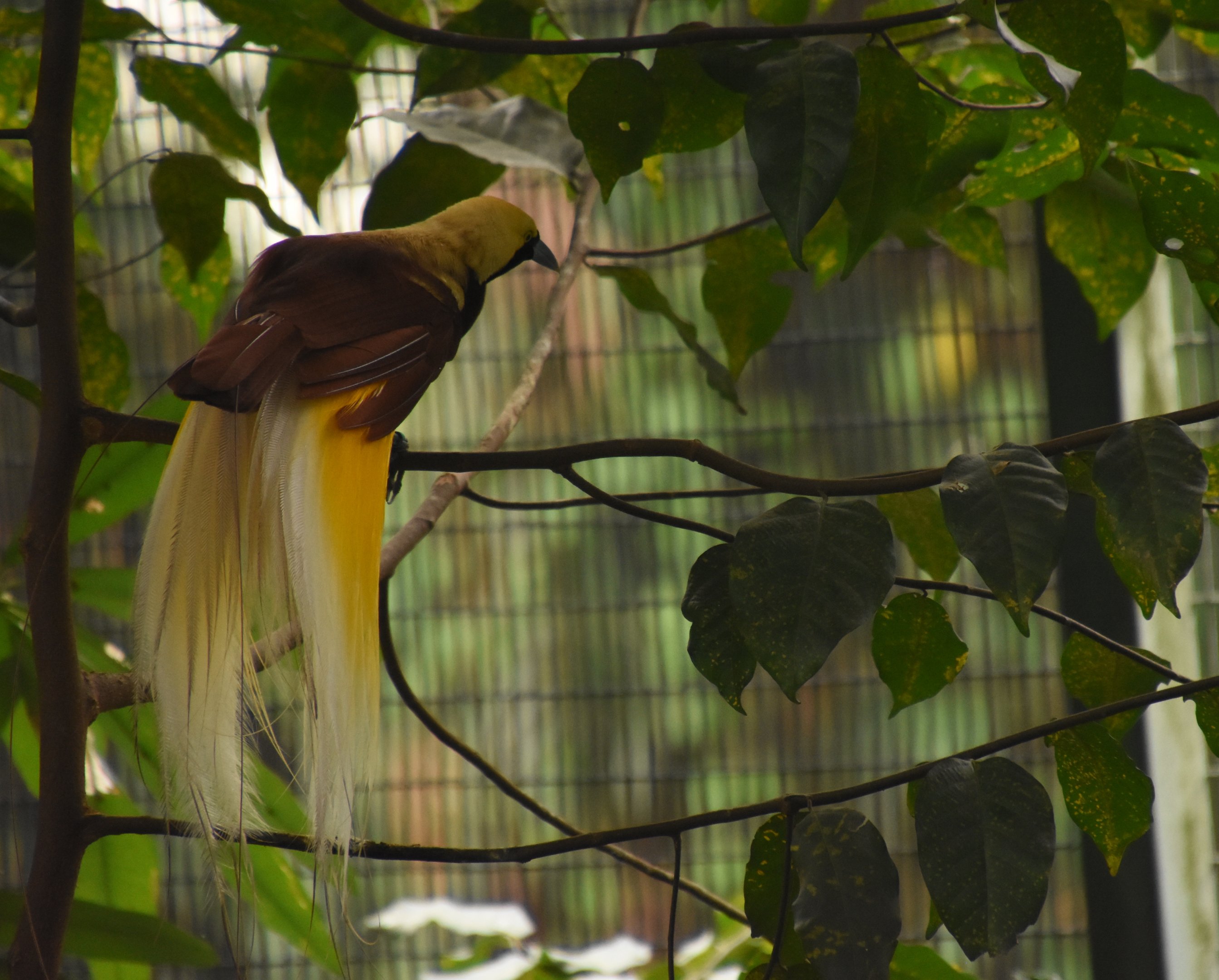 Lesser bird of paradise