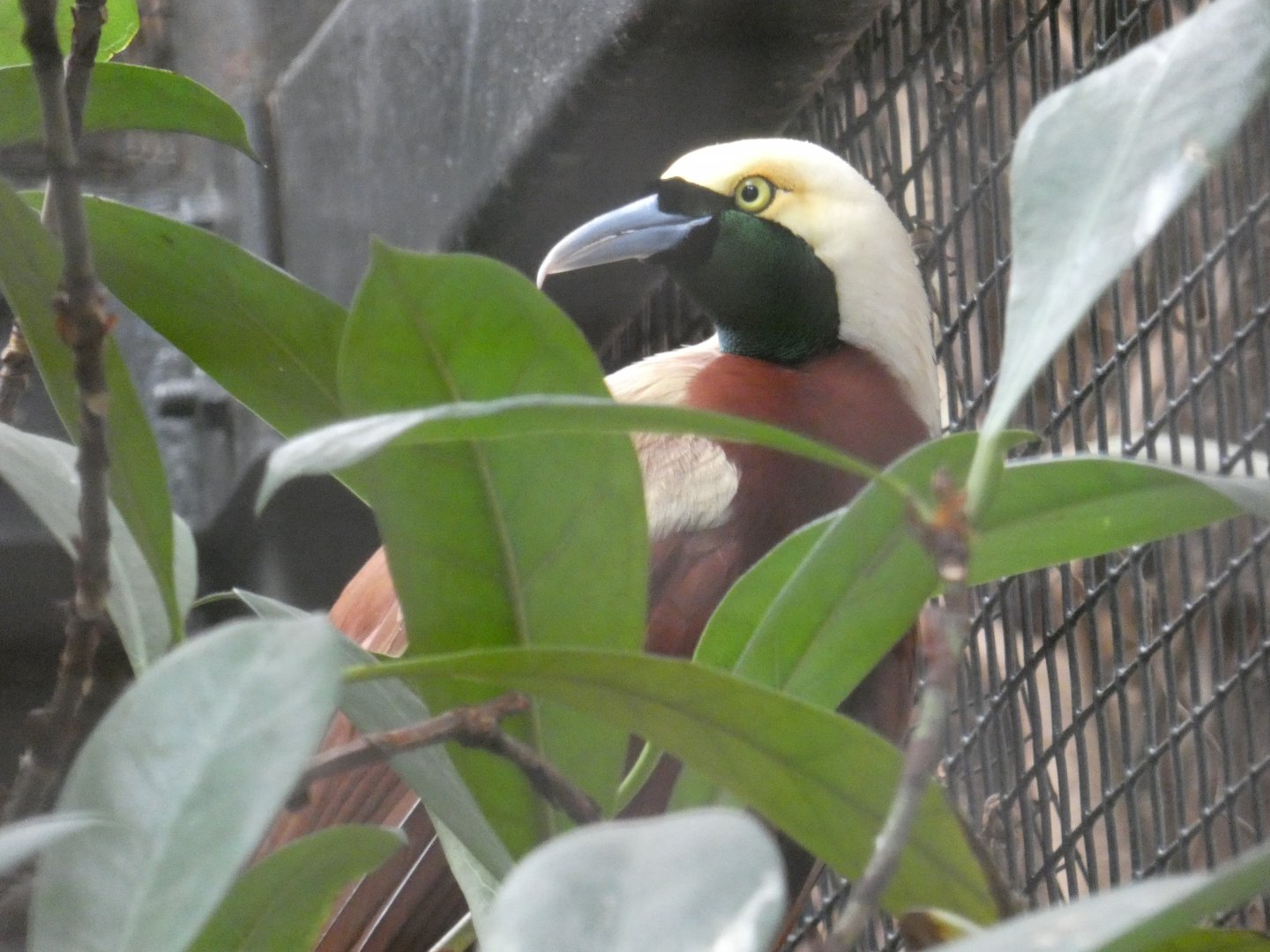 Lesser Bird-of-Paradise