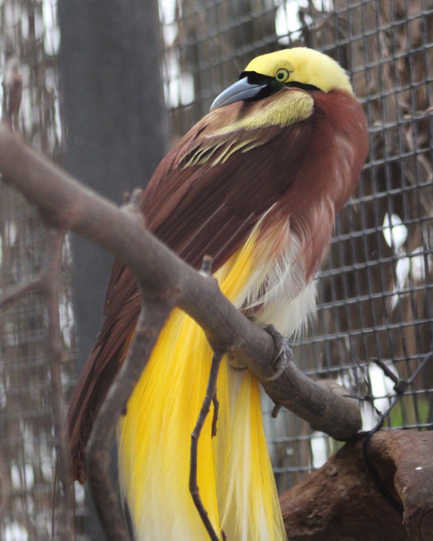 Lesser bird of paradise