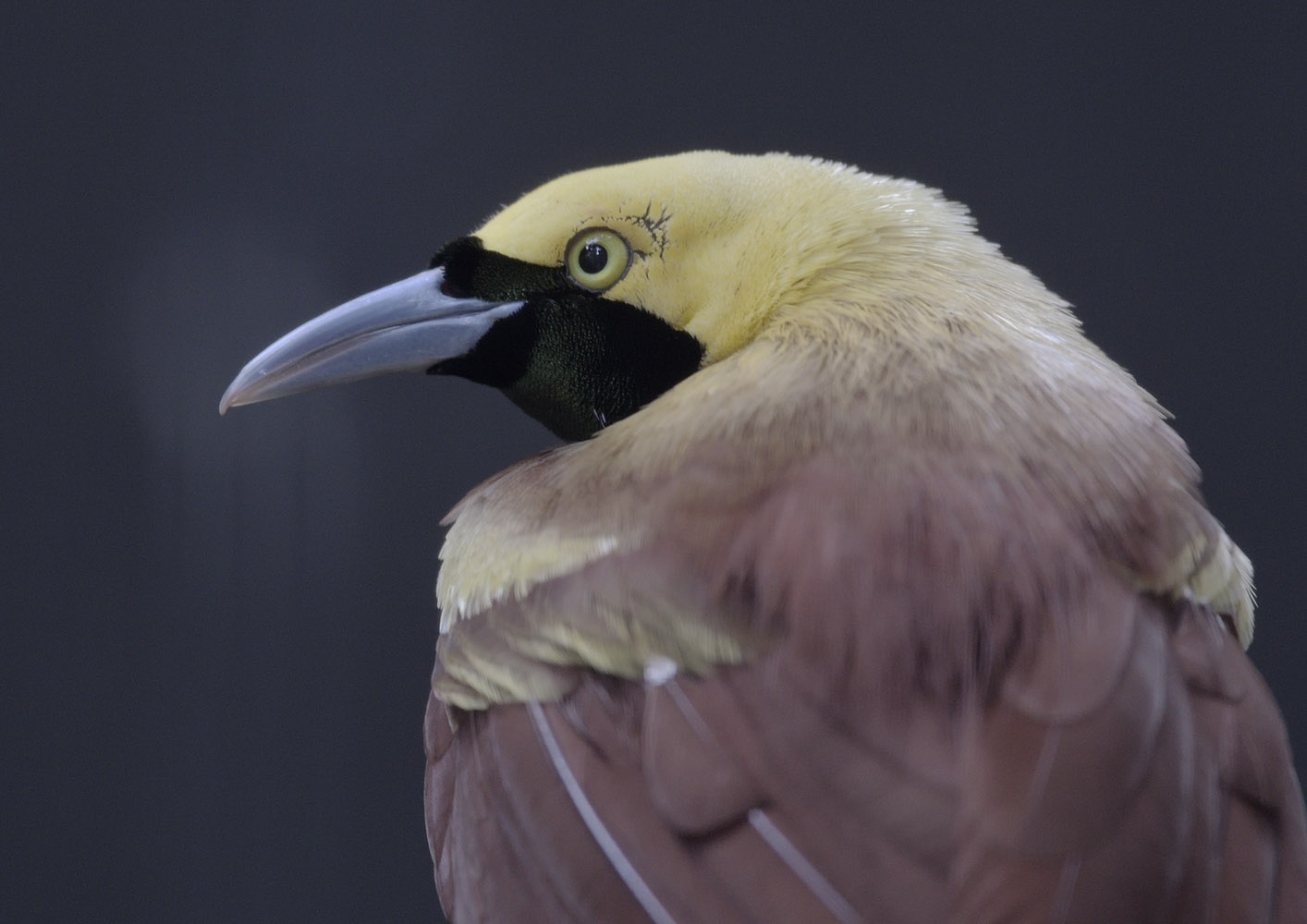 Lesser bird of paradise