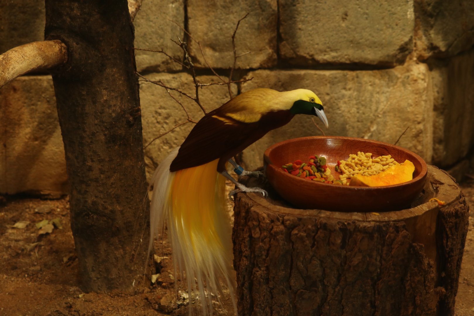 Lesser Bird of Paradise