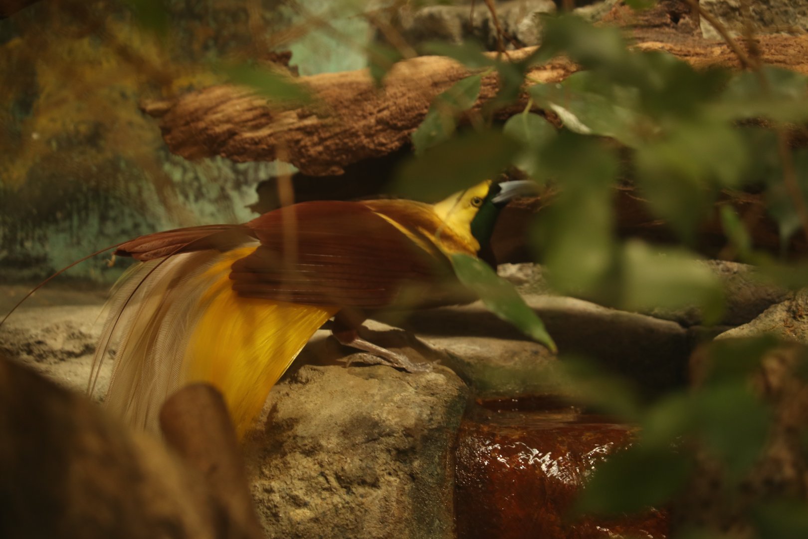 Lesser Bird of Paradise